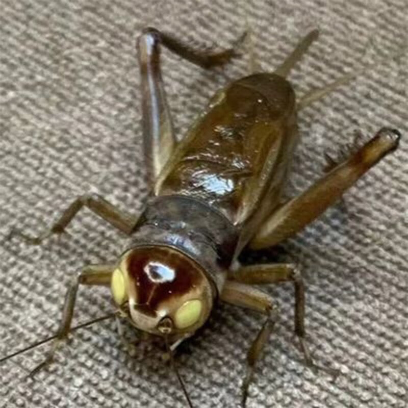 鸣虫油葫芦黑虫活体天津缎青北京玉眼冰糖紫玉眼深紫玉眼 朴彩(pucai)