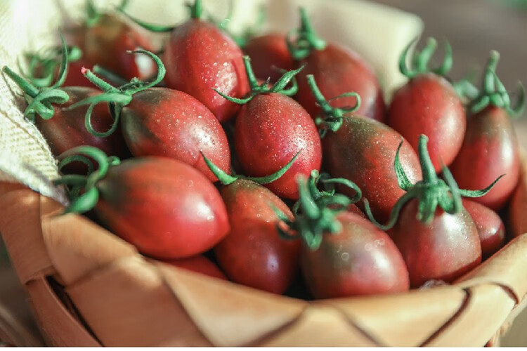顺丰现发福建珠珠小紫番茄紫弹头迷彩小番茄新鲜圣女果当季水果现摘5