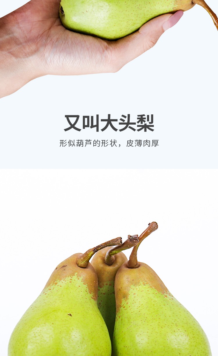 顺丰2021新果东北茄梨大头梨啤梨15斤装特产甜软糯大头梨新鲜现摘当季