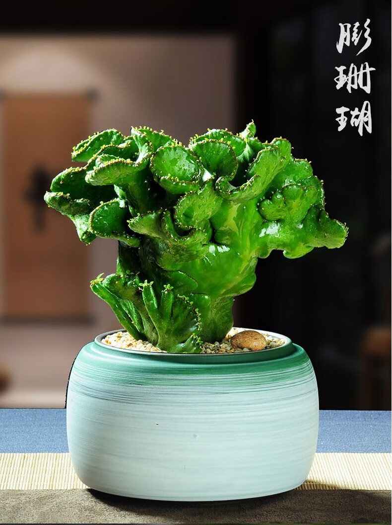 快递膨珊瑚多肉盆栽植物室内办公室桌面防辐射室外阳台花卉好养耐旱膨