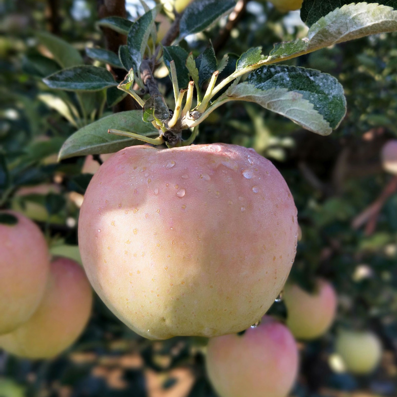 正宗王林苹果水蜜青森苹果雀斑美人王林苹果5斤中果