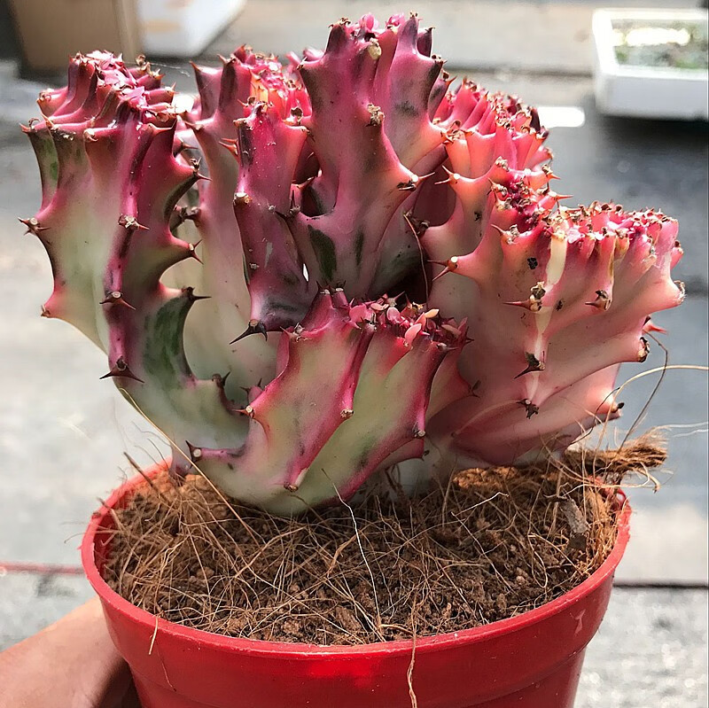 麒麟掌盆栽多肉植物彩色麒麟掌盆栽花卉嫁接玉麒麟缀化锦仙人球带盆