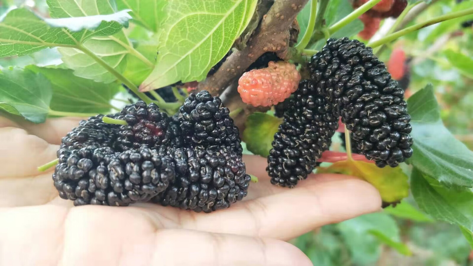 (顺丰速运/保鲜盒发货)1-20斤装 现摘现发新鲜桑