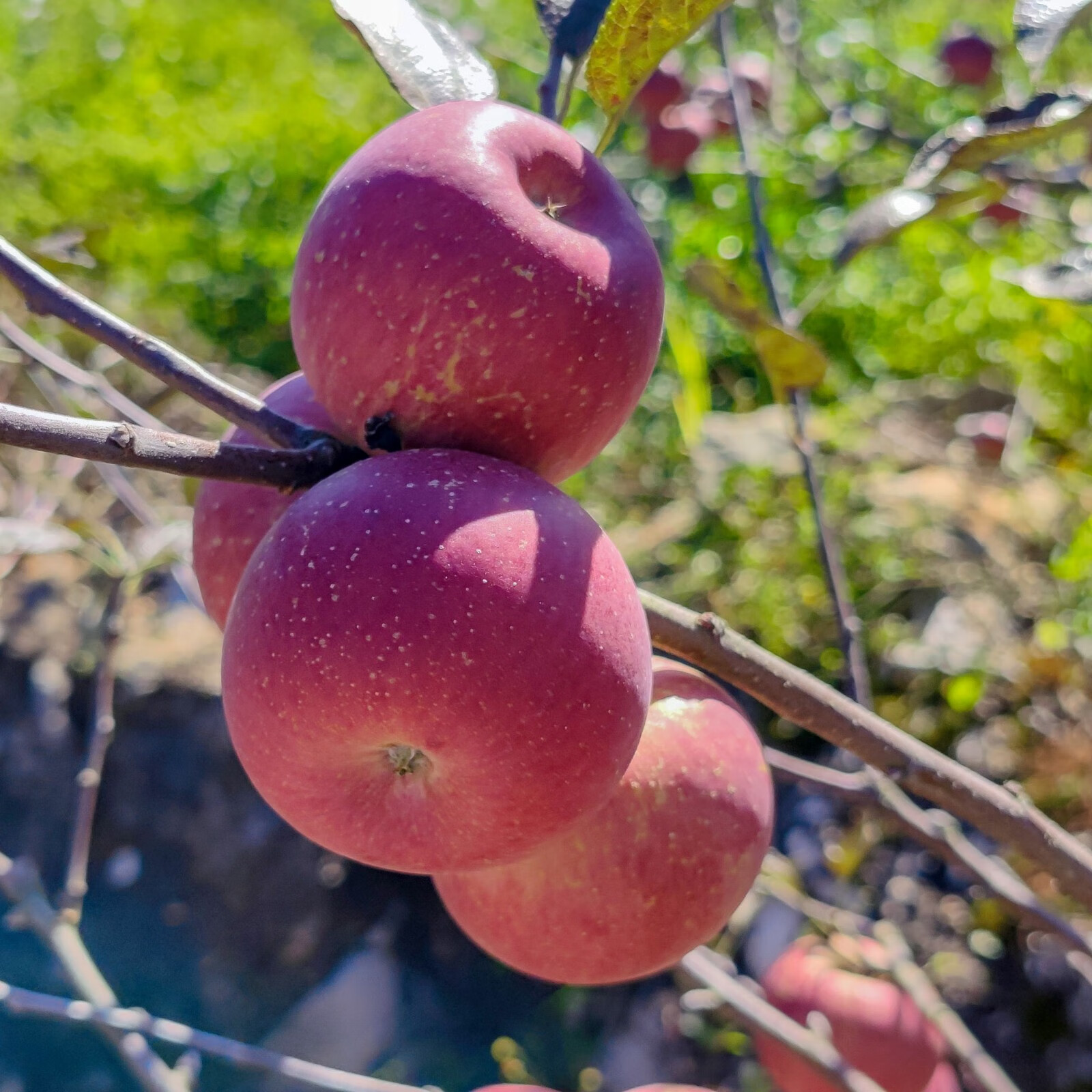 2022云南西北勒农家小苹果 高原农家脆甜小苹果冰糖心小苹果 现摘现发