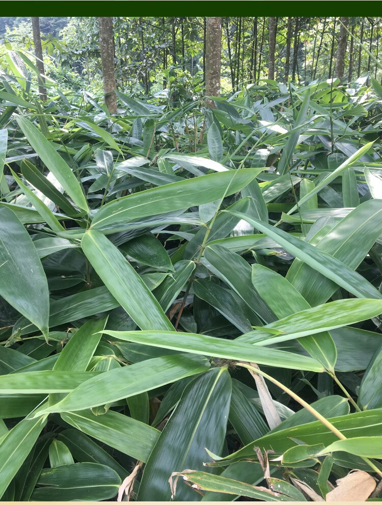 粽叶新鲜大号100片真空箬叶包粽子的叶子大棕叶干粽子叶新叶中号50片