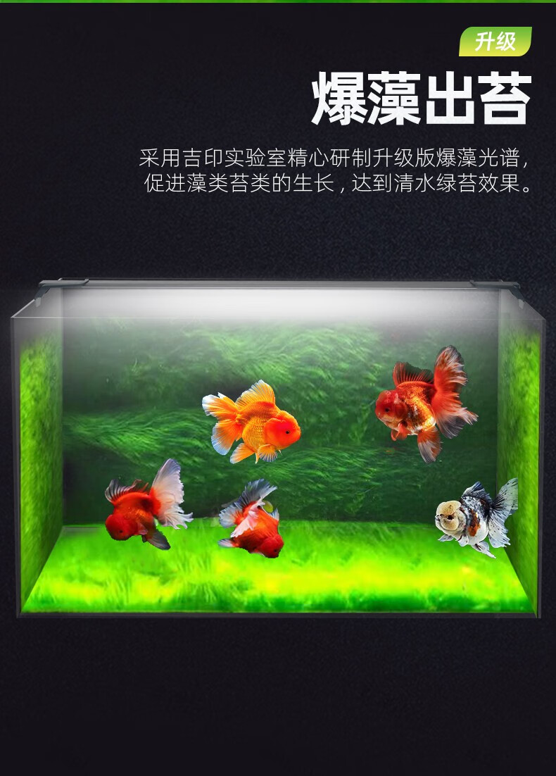 吉印金鱼专用爆藻灯led鱼缸灯青苔绿苔绿藻灯水族箱照明灯兰寿泰狮