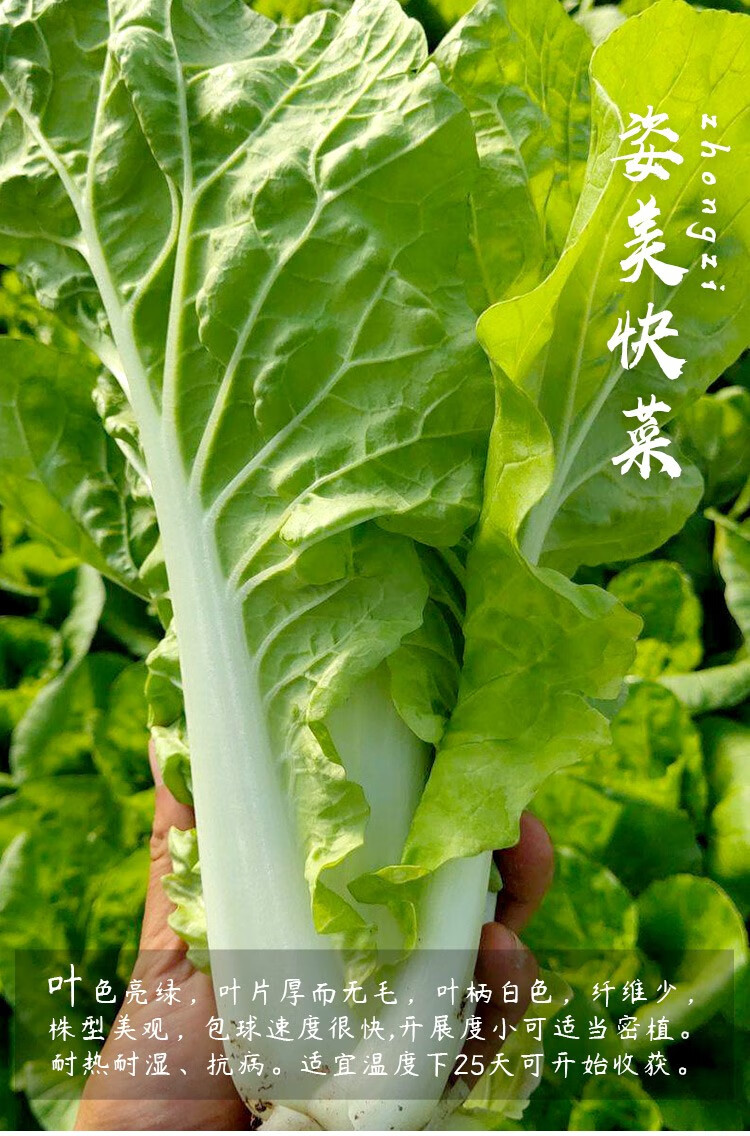 寿禾 小白菜种子四季青梗蔬菜秋夏季播种疏蔬莱种子耐热四季速生快菜