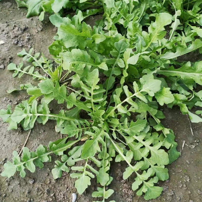 荠菜野菜新鲜 地菜齐菜野生现挖鲜荠菜水饺陷小叶天然蔬菜 新鲜荠菜 1