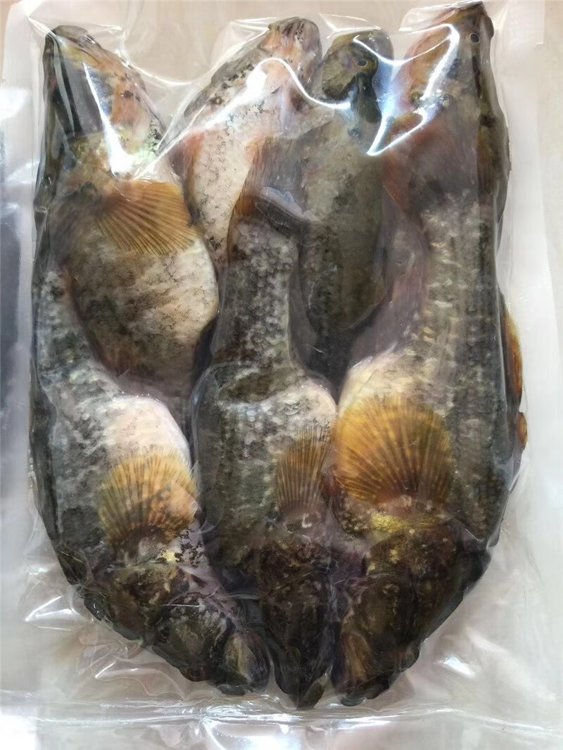 东北老头鱼胖头鱼黑龙江特产鲜活速冻开河鱼野生淡水鱼大菜园3斤每斤