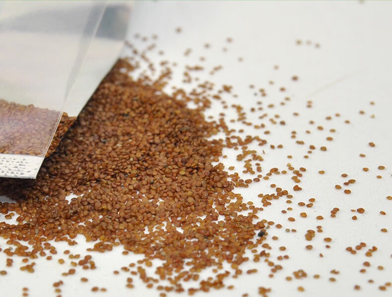 草种子鱼缸造景 水族箱装饰草淡水植物造景速成牛毛草小对叶种子草籽