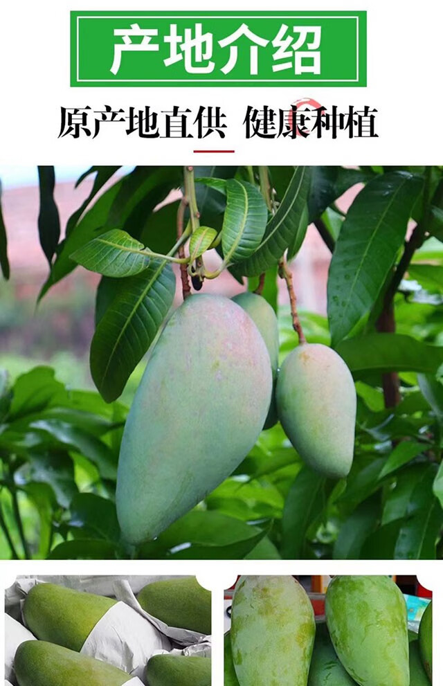 新鲜水果青芒果整箱应当季热带特大青芒果甜心芒果园采摘坏果包赔青芒