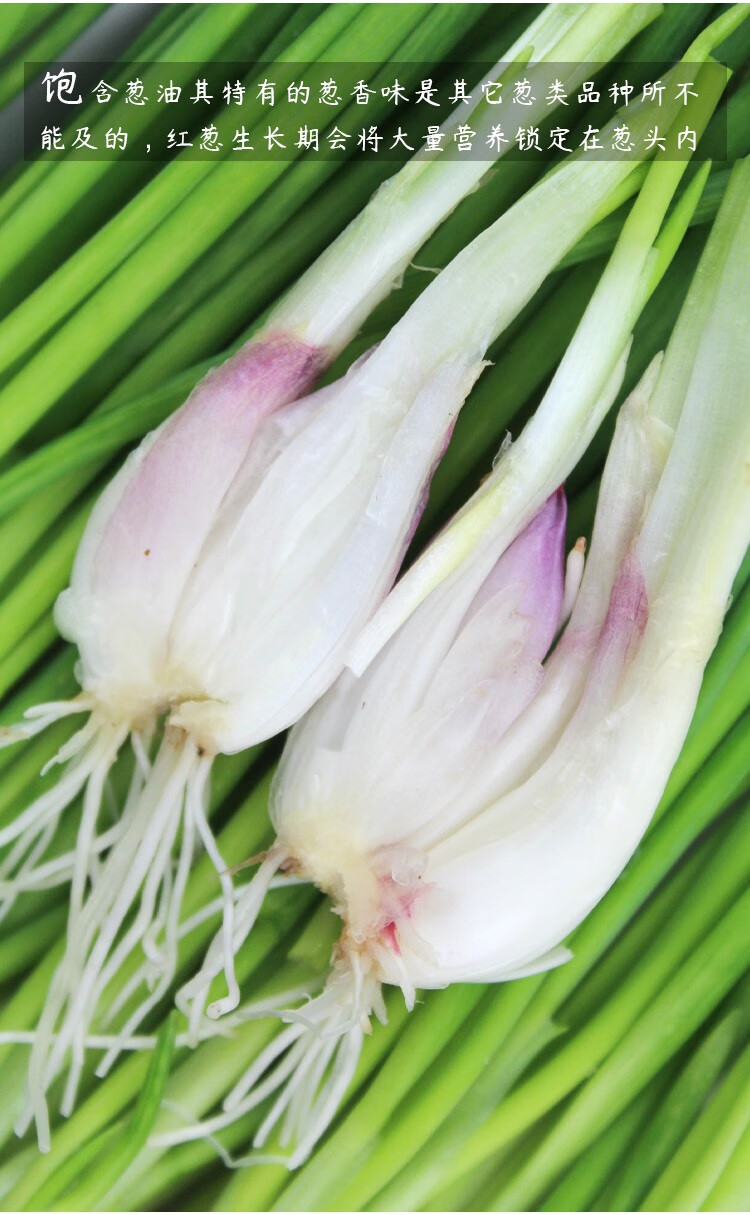 寿禾四川火葱种子红葱头蔬菜种子四季播小香葱种籽秋播阳台盆栽红葱头
