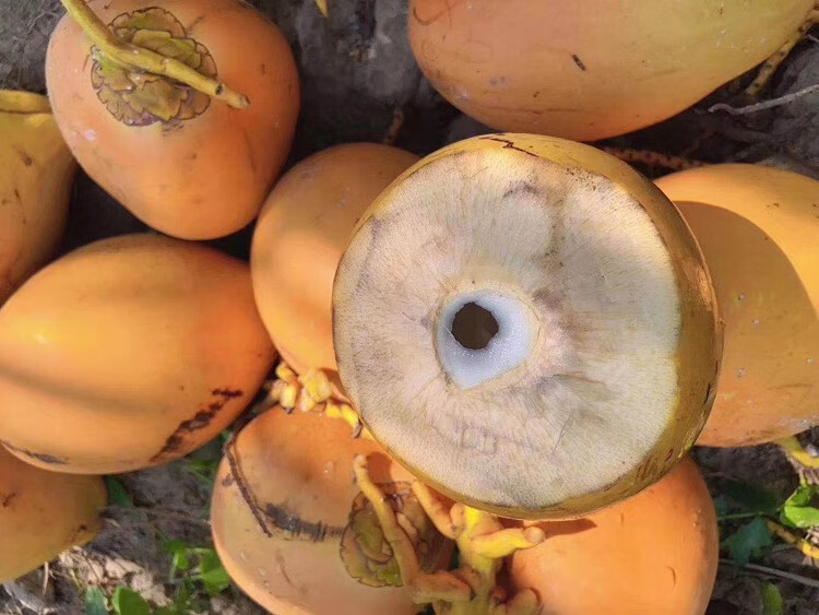 国产包装形式:简装种类:老椰子单果重量:700-849g数量:9个品种:金椰