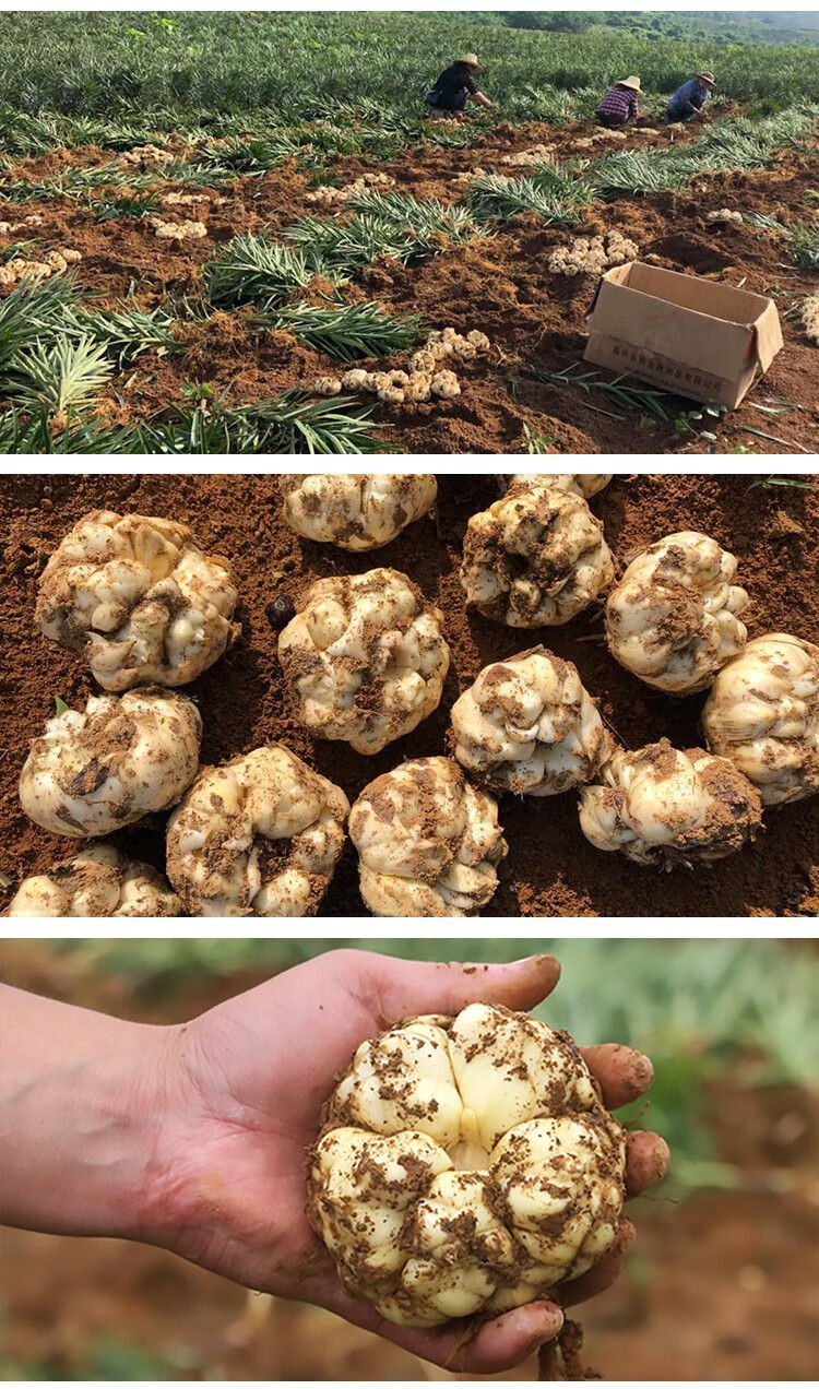 兰州百合鲜百合新鲜百合甜百合生鲜蔬菜年货甘肃兰州特产1000g