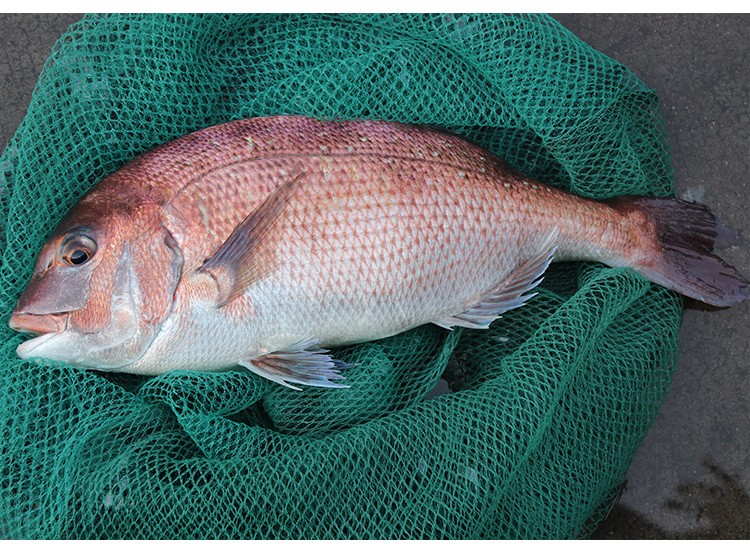 活鲜三蟹岛加吉鱼鲜活鲷鱼新鲜刺身海捕深海海鱼红加吉鱼大鲷鱼真鲷