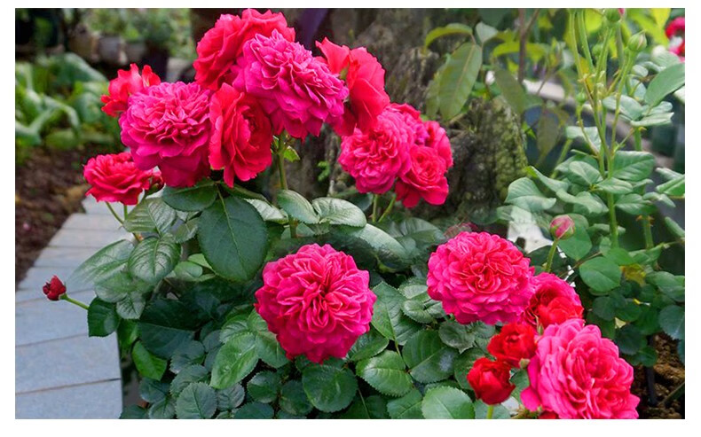 月季红色达芬奇月季大灌木花苗四季勤花灌木多头月季爬藤植物重瓣大苗