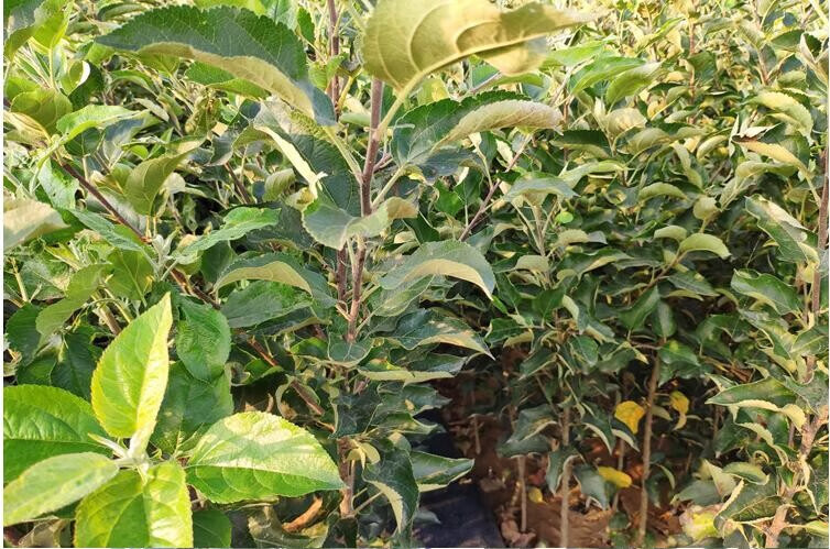 红富士苹果树苗南方北方种植苹果树盆栽新品种庭院大苗地栽金冠10年苗