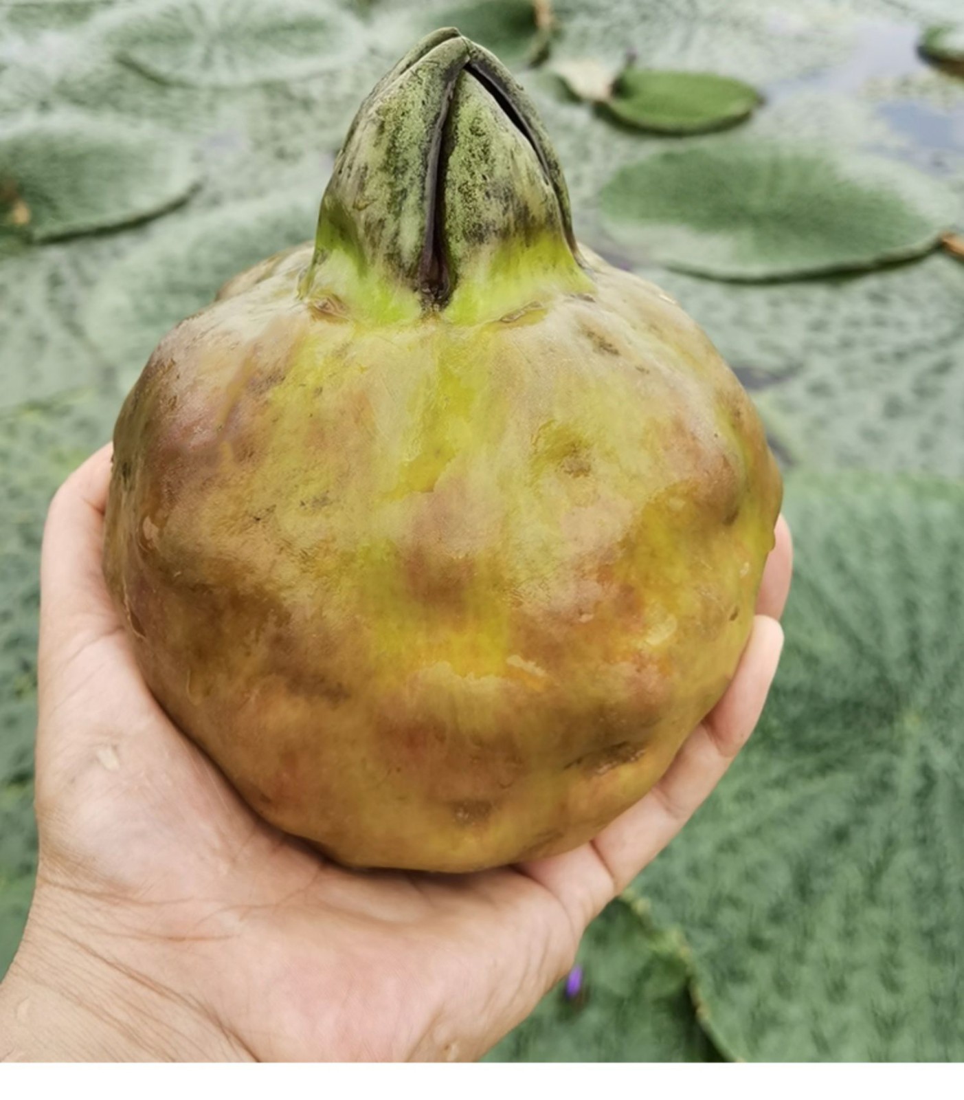 苏州新鲜鸡头米 手剥苏芡实即食 500g 500g【图片 价格 品牌 报价】