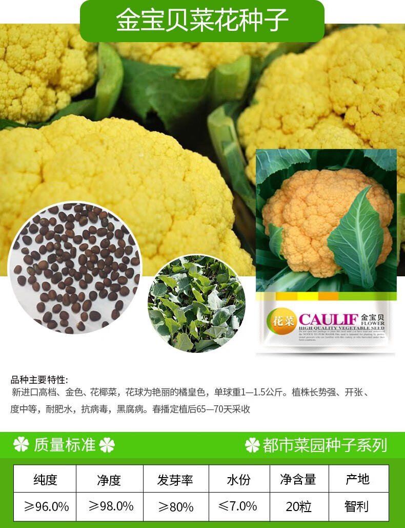 松花菜菜花种子青梗松花菜种子四季蔬菜种子花椰菜菜花菜种子春季阳台