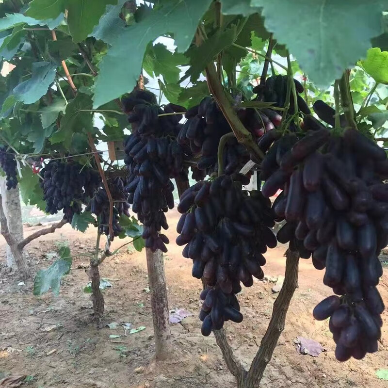 新品种阳光玫瑰无核葡萄树苗蓝宝石葡萄树苗嫁接阳光玫瑰3060cm