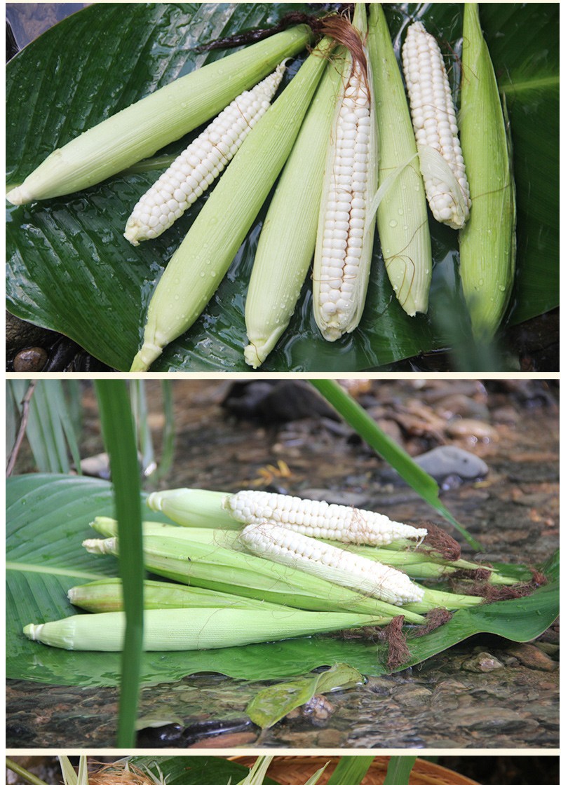 拇指玉米云南西双版纳白糯拇指小玉米新鲜现摘早餐即食玉米棒粘玉米