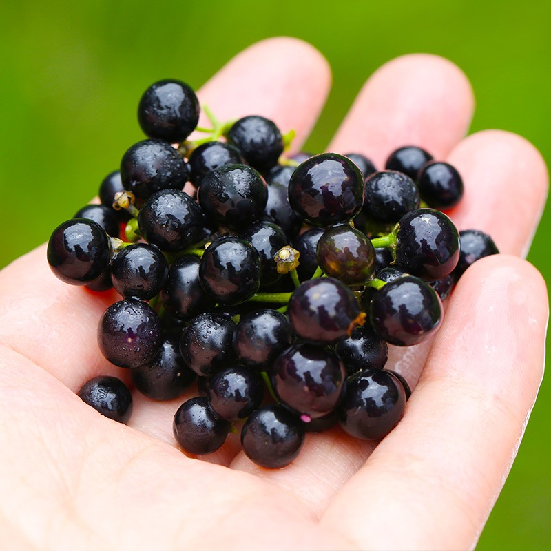 恬女神新鲜龙葵果 黑悠悠 黑呦呦 黑星星 天茄子果 250g【图片 价格