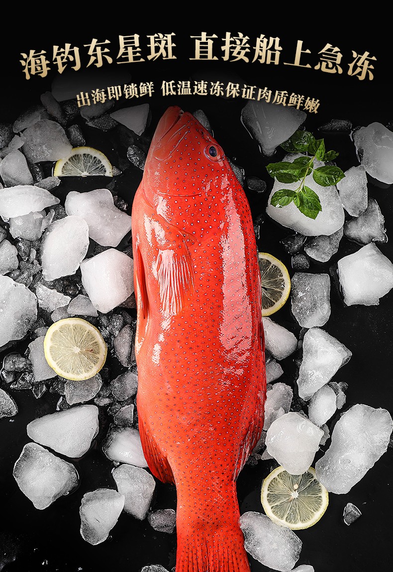 深海东星斑鱼燕尾红石斑鱼 海鱼海鲜鱼类生鲜 礼盒定制款 450g-550g