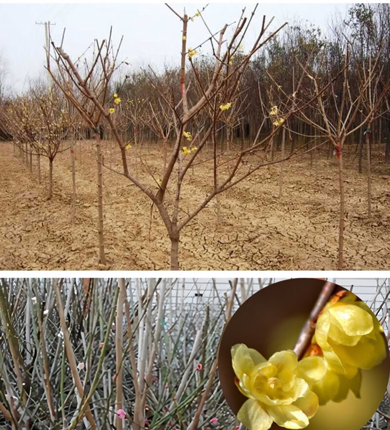 旭力澳洲腊梅树苗庭院高杆腊梅盆栽地栽老桩浓香型室外原生苗丛生蜡梅