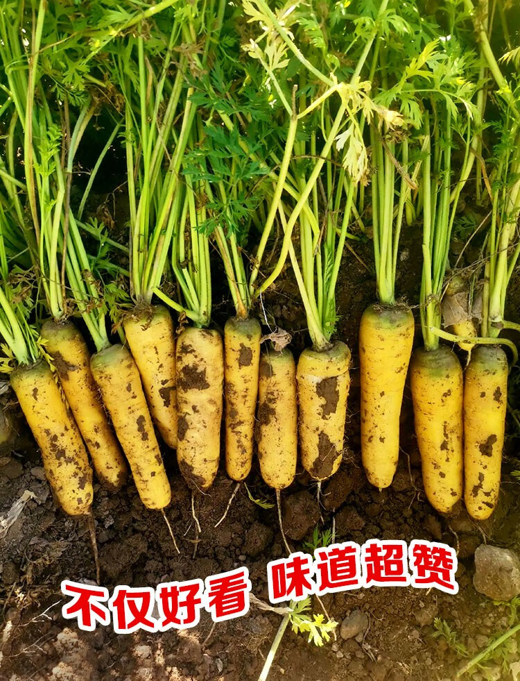 黄参胡萝卜种子东洋齐头黄色胡萝卜籽冬季耐寒春秋播种蔬菜种孑 东方