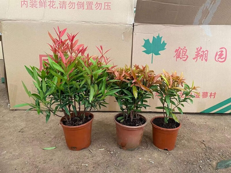 红车树红鳞蒲桃花卉盆栽四季常青水培土培室内盆栽桌摆阳台客厅红车