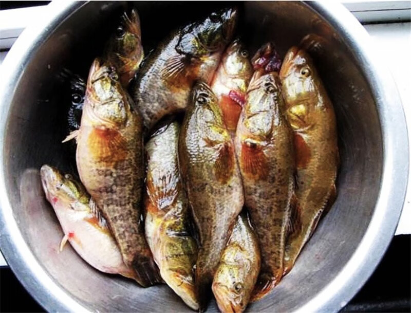 东北老头鱼胖头鱼黑龙江特产鲜活速冻开河鱼野生淡水鱼大菜园3斤每斤