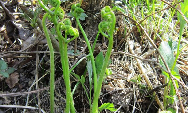 轻恋新鲜蕨菜 猫爪菜 龙头菜 野生蕨菜 拳头菜蕨菜干 清水保鲜装son 2