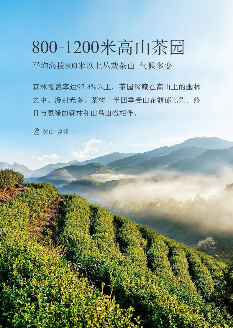 老谢家茶黄山毛峰古徽翠香260克礼盒装绿茶