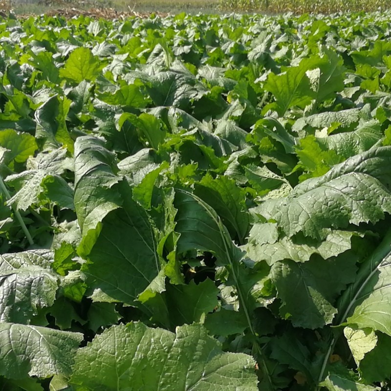 新鲜芥菜疙瘩 小花樱芥菜疙瘩 咸菜辣菜 大头菜 农家蔬菜 10斤【图片