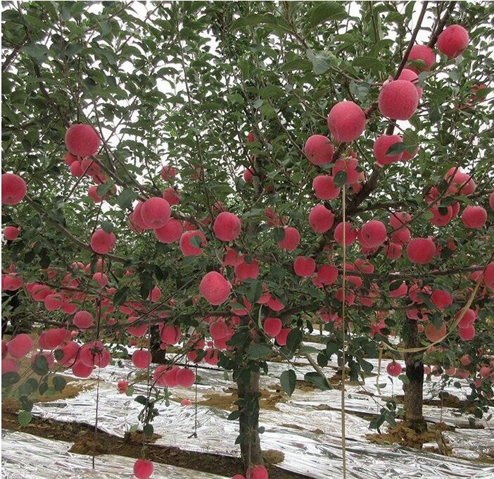 红富士苹果树苗南方北方种植苹果树盆栽新品种庭院大苗地栽金冠10年苗