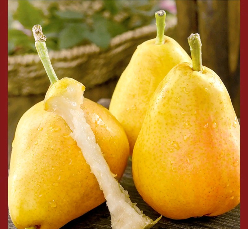 萃俪 太婆梨子新鲜水果软梨大头梨刮泥辅食 孕妇水果