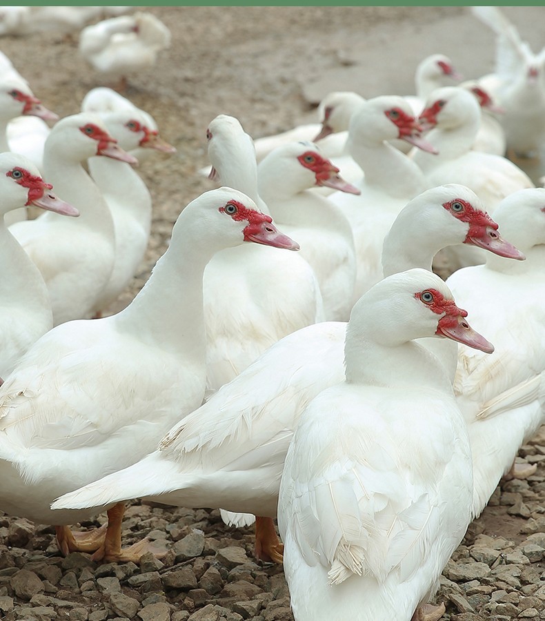 永春馆永春白鸭净重3斤农家红脸番鸭现杀生鲜鸭子鸭肉土鸭麻鸭顺丰