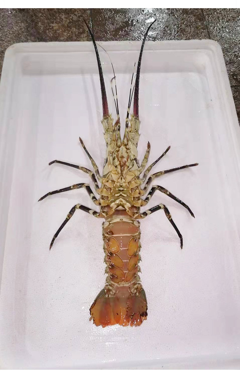 【海农鲜】活冻国产龙虾 大花龙虾鲜活深海虾海鲜水产 大花龙虾 900