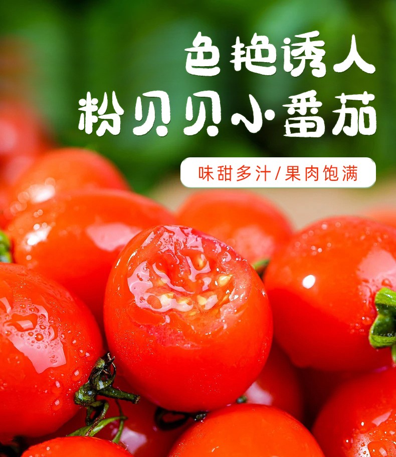 四川粉贝贝圣女果新鲜小番茄攀枝花米易小西红柿孕妇生吃千禧果整箱