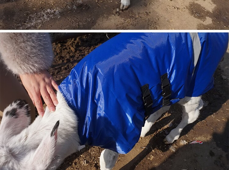 牛犊马甲小牛加厚防寒马甲牛犊子保暖防水棉衣养牛场犊牛保温衣服加大