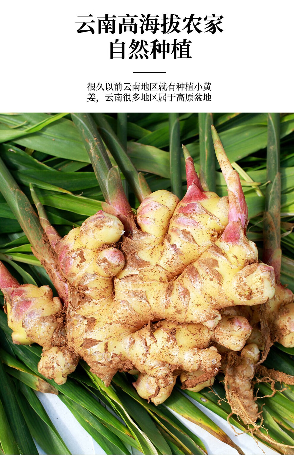 【京鲜达】云南小黄姜新鲜生姜 精选嫩姜老姜 葱姜蒜椒 新鲜蔬菜 精选