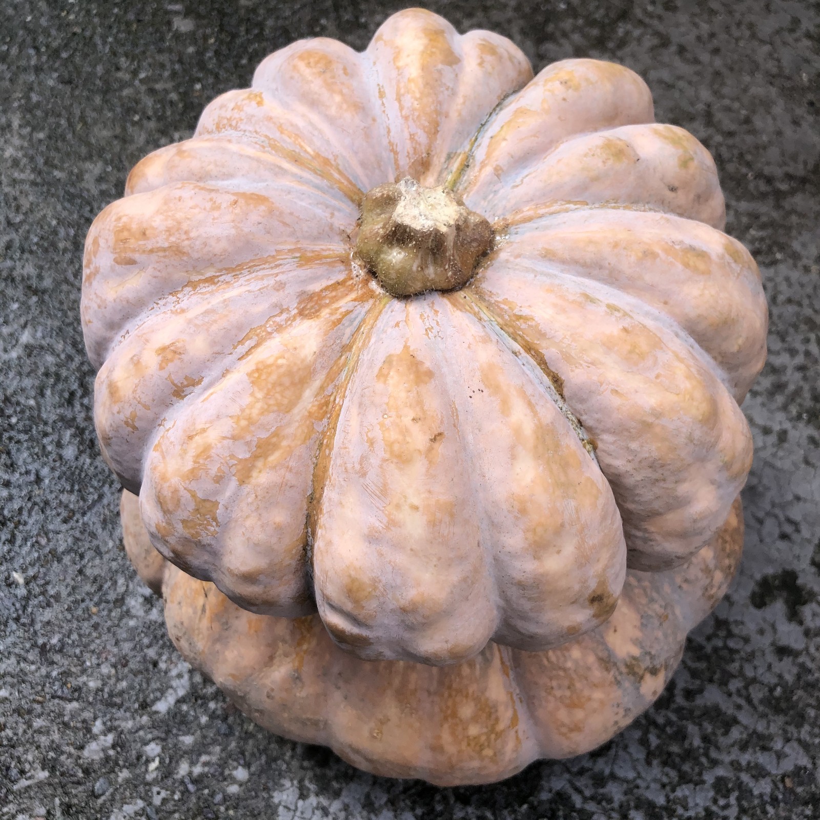 磨盘南瓜新鲜老品种老南瓜粉糯甜农家自种蔬菜新鲜南瓜万圣节雕刻 6-7