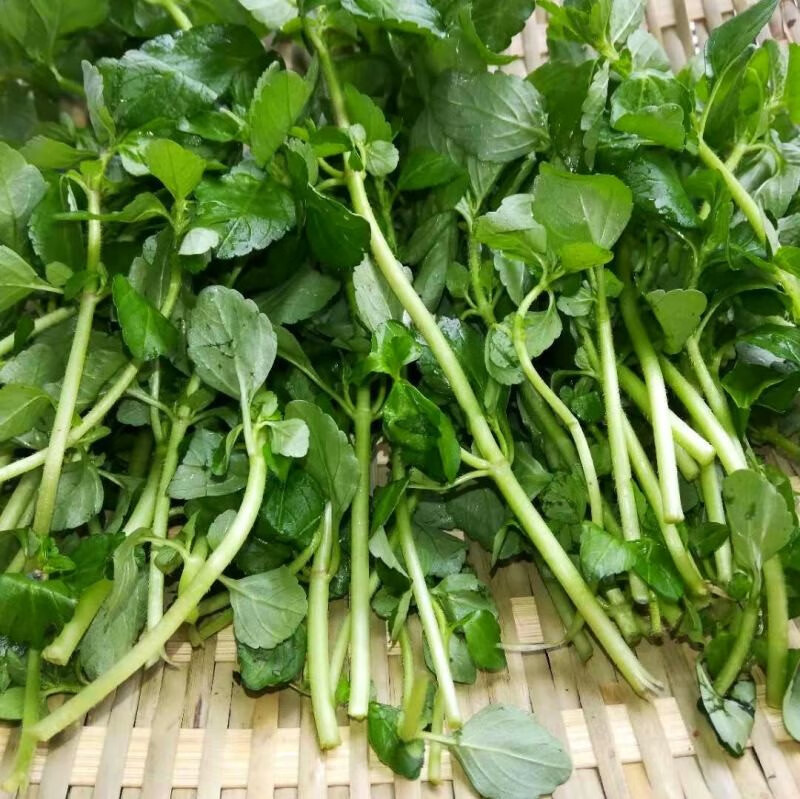 云南野菜水薄荷傣味麻章那香草新鲜蔬菜水香菜1000克