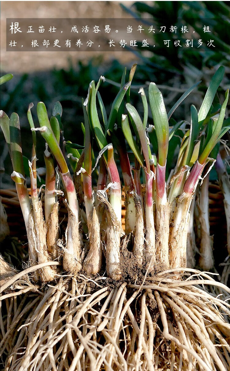 寿禾紫根韭菜根盆栽红根韮宽叶韭菜根苗套装四季大叶小叶细白根小叶