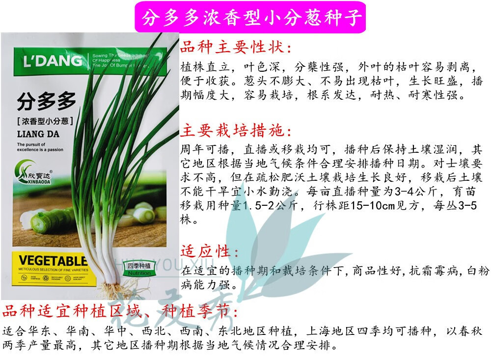 花友秀 四季小葱种子 小香葱种子 鸡腿葱种子 小分葱种子 章丘大葱