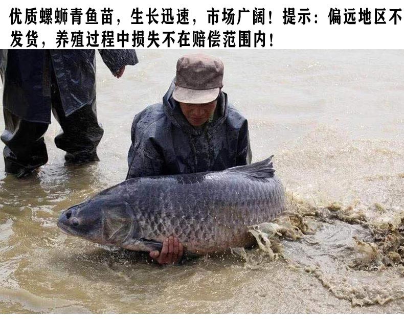 【顺丰速运】螺蛳青鱼苗 青鱼活体 螺丝青鱼苗活体 青鱼活体整条淡水