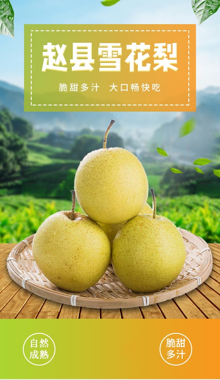 正宗雪梨河北赵县雪花梨带箱农家自产雪梨冰糖雪梨精选10斤畅吃装