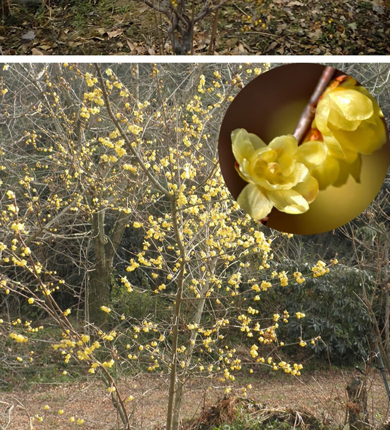 旭力澳洲腊梅树苗庭院高杆腊梅盆栽地栽老桩浓香型室外原生苗丛生蜡梅