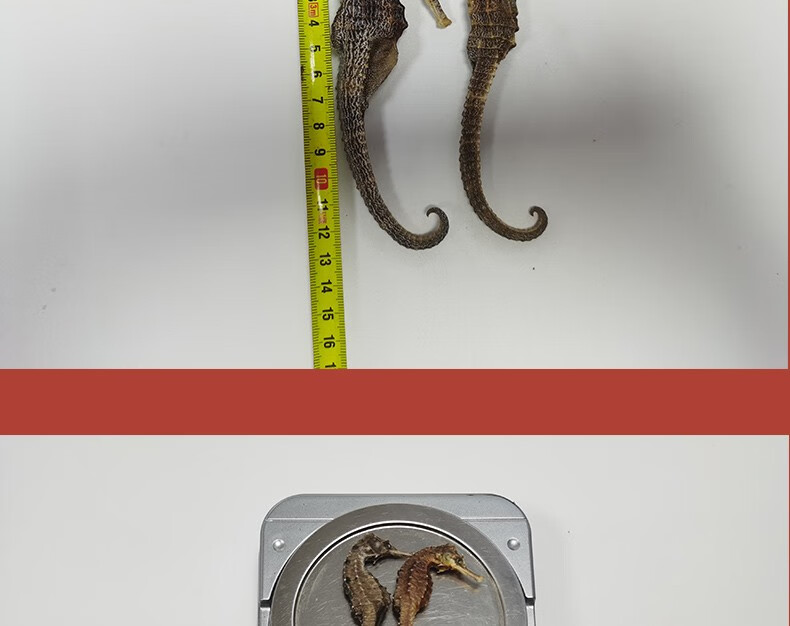 融草集海马公母海马药材泡酒煲汤中药材干货海马一对可选三斑海马2支