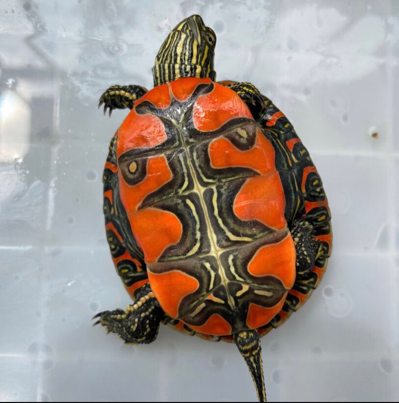 萌龟饲家乌龟活体西锦龟红腹西部锦龟鱼缸混养吃粪龟宠物乌龟活体56